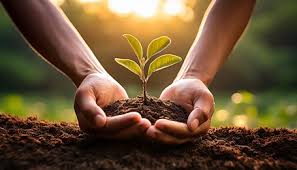 Serdivan fidan dikimi hizmeti